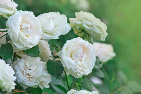 Schöne Weiße Rose Einem Garten Blühende Weiße Blumen Strauch Blumengarten — Stockfoto