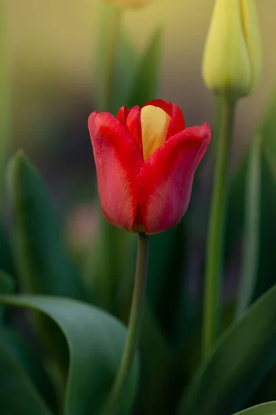 Tulipa Bonita Vermelha Com Uma Pétala Amarela Planta Exibe Mutação — Fotografia de Stock