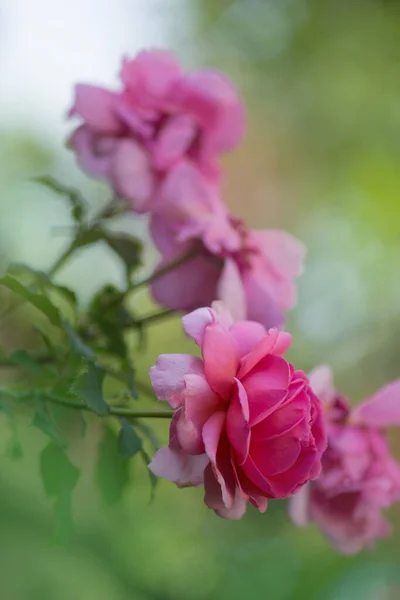 Rosa Rosa Campo Planta Flores Creciendo Jardín Bush Rosas Rosadas —  Fotos de Stock