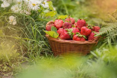 Çevre dostu organik çiftlikte bir sepetin içindeki çilekler. Sepette çilek topluyorum..