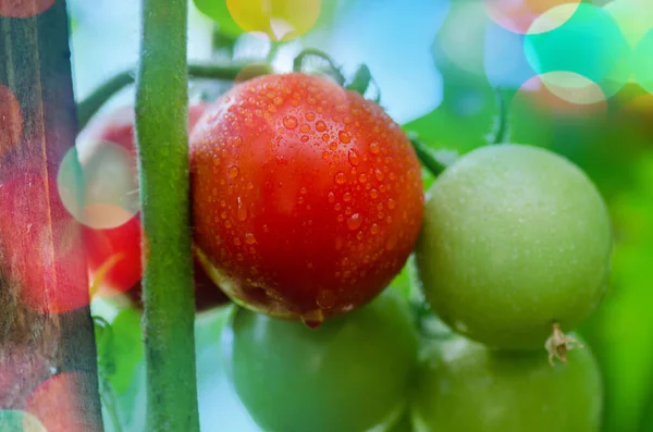 Tomates Maduros Inmaduros Granja Hidropónica Tomates Invernadero Jardinería Tomate Hidropónico —  Fotos de Stock