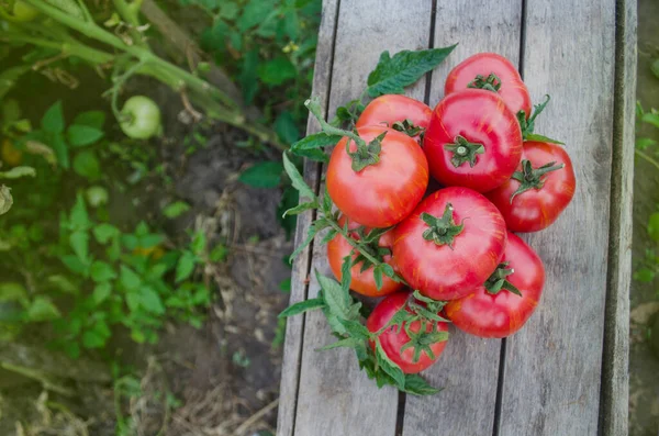 Tomatoes Wooden Table Heap Fresh Tomatoes Wooden Table Natural Product — Stock Photo, Image