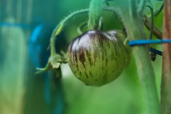 Feld Mit Tomaten Sibirischer Tiger Bio Garten Mit Tomatenpflanzen Unreife — Stockfoto