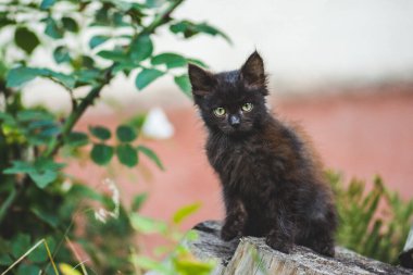 Yeşil çayırda yürüyen sevimli siyah kedi yavrusu. Küçük kedi yavrusu elinde çiçeklerle tarlada oturuyor. Çiçekli bir çimenlikte oturan tüylü kedi yavrusu