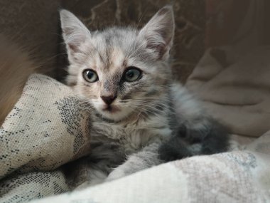 Güzel gri ve beyaz kedi yalan söylüyor. Evcil hayvan konsepti. İlgilenen kedi evde dinleniyor. Gri tüylü kedi. Evdeki sevimli kedi..