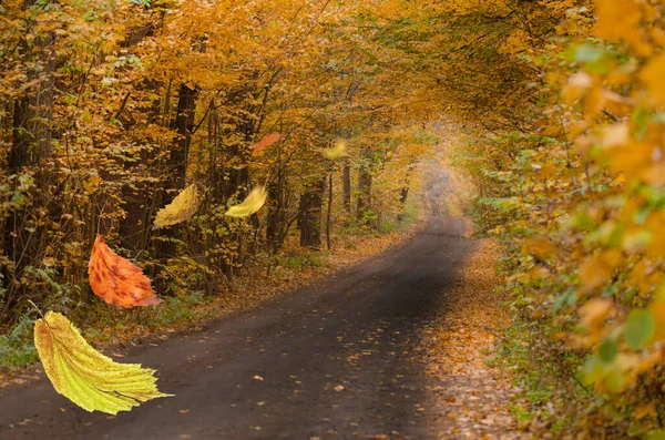 Jesienne Tło Opadającymi Liśćmi Kolorowych Drzew Ramka Opadłych Jesiennych Liści — Zdjęcie stockowe