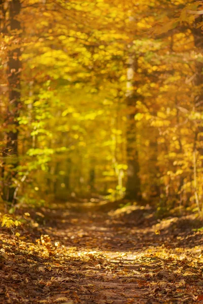 Осенние Золотые Деревья Осеннем Лесу Волшебный Осенний Лес Красочные Осенние — стоковое фото