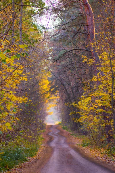 Wald Mit Viel Warmer Sonne Herbstbäume Wald Europa Der Malerische — Stockfoto