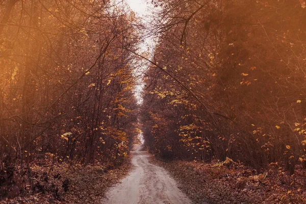 Foresta Autunnale Con Foglie Arancioni Rosse Foresta Con Sacco Sole — Foto Stock