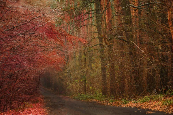 道のある秋の森 カラフルな木々と秋の夜明けの風景 魔法の秋の朝の森の道 — ストック写真