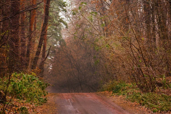 雄大な秋の田園風景の道 秋の森の紅葉 — ストック写真
