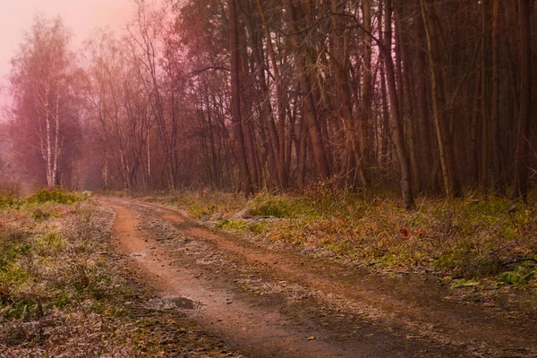 Magia Mistica Caduta Foresta Foresta Con Strada Magica Rurale Nella — Foto Stock