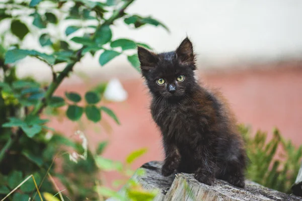 可爱的黑色小猫在绿色的草地上散步 小猫抱着花坐在田里 毛绒绒的小猫坐在夏日花草上 — 图库照片