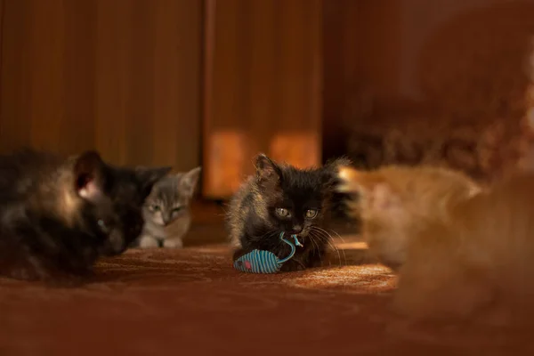 Multi Colored Kitten Sitting Basket Beautiful Kittens Plays Mouse Toy — Zdjęcie stockowe