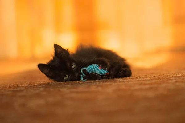 Gatito Jugando Con Ratón Juguete Retrato Lindo Gatito Bonito Lindo —  Fotos de Stock