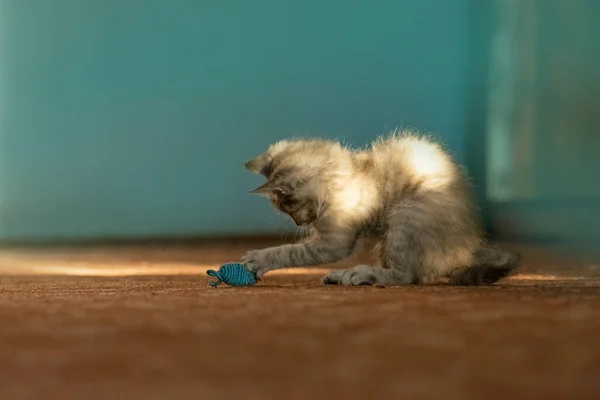 Gatitos Jugando Con Juguete Del Ratón Gatito Multicolor Sentado Baske —  Fotos de Stock