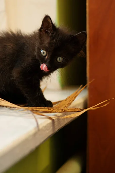 Gato Negro Mira Con Curiosidad Casa Lengua Gato Lamiéndose Nariz —  Fotos de Stock