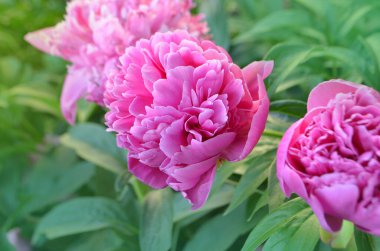 Bulanık arka planda yeşil yapraklı pembe şakayık. Şakayık tarlasıyla manzara. İlkbaharda şakayık tarlası.