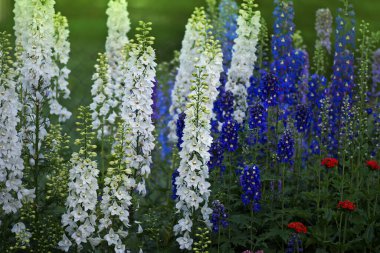 Delphinium çiçeği açıyor. Güzel tarla kuşu çiçek açar. Bulanık arkaplan çiçekli Delphinium bitkisi