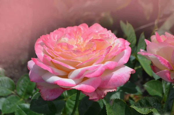 Rosenblätter Wechseln Von Gelb Rosa Rosenquarell Wächst Freien — Stockfoto