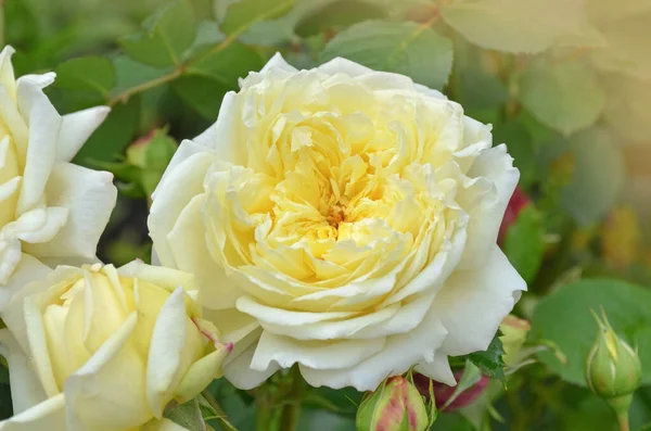 Flores Rosas Blancas Amarillas Bush Fondo Naturaleza Rosas Blancas Amarillas — Foto de Stock