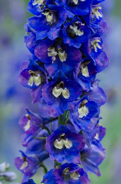 Delphinium Dans Jardin Mélange Faible Delphinium Hauteur Cette Plante Fleurs — Photo