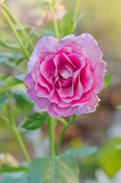 Hermosa Rosa Púrpura Luna Azul Rosas Lavanda Púrpura Jardín — Foto de Stock