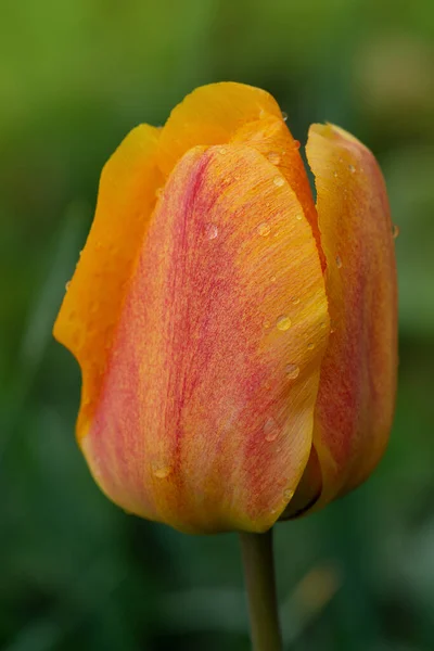 Beautiful Yellow Tulips Yellow Tulip Field Yellow Tulip Green Background — Stock Photo, Image