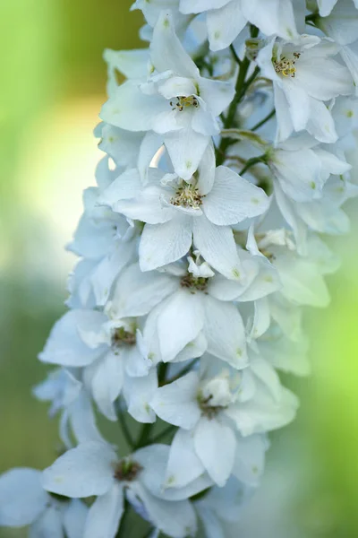 Delphinium Virágok Növény Növekedését Ökológiai Üvegház Kertben Éves Virágzó Növény — Stock Fotó