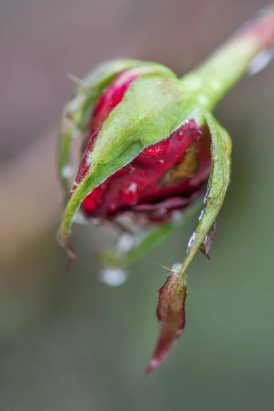 Замороженный Красивый Цветок Яркая Роза Льду Красная Роза Замороженная Листва — стоковое фото