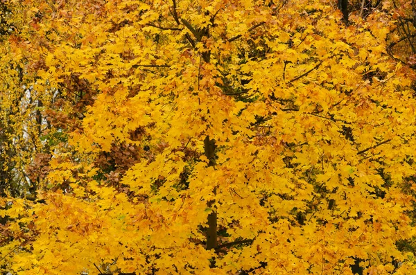 Mnohobarevné Listy Slunečném Ranním Světle Podzim Opouští Pozadí Slunečného Dne — Stock fotografie