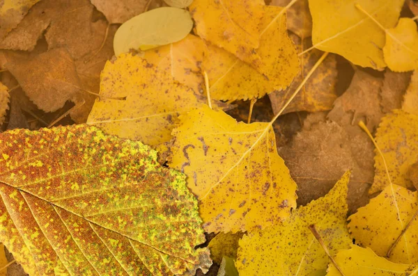 秋の葉の質感 色落ちした葉 地面に横になる紅葉 — ストック写真