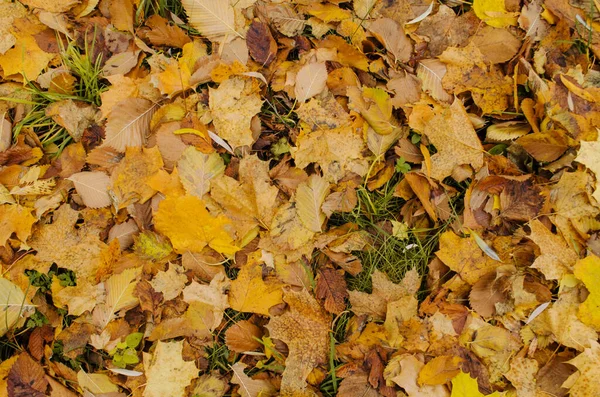 Herfst Kleurrijke Bladeren Achtergrond Een Ochtend Herfst Bladeren Achtergrond Bos — Stockfoto