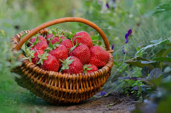 Aardbeien Een Mand Een Achtergrond Van Velden Met Aardbeiplanten Aardbeien — Stockfoto