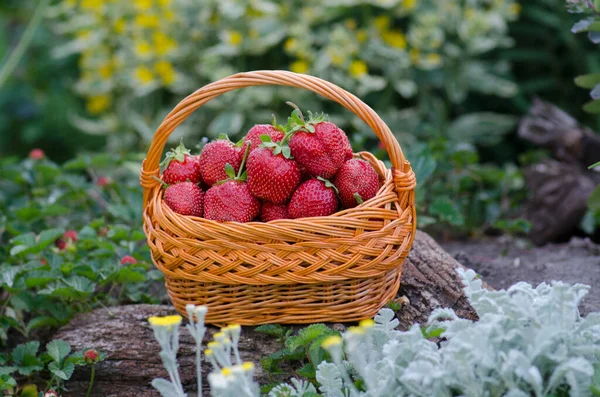 Comida Verano Fresas Silvestres Fresas Que Crecen Entorno Natural Fresa — Foto de Stock