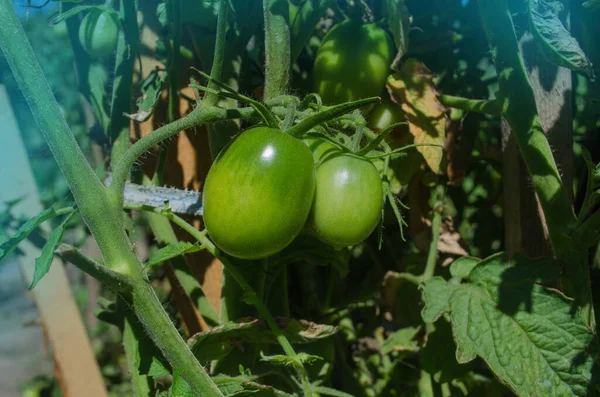 Gröna Omogna Ekologiska Tomater Busken Gröna Tomater Som Växer Grenarna — Stockfoto