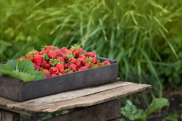 红色草莓装在木箱里 田野里的新鲜草莓装在木箱里 新鲜采摘的草莓盒 — 图库照片