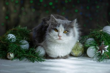 Noel ağacının olduğu odada evcil hayvan. Noel ağacının altındaki güzel kedi. Kedi ve Noel oyuncakları Noel ışıklarının arka planında