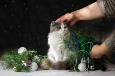 Kedi yavrusu Noel ağacını kırdı. Kadın, kedi Noel ağacını devirdikten sonra temizler.