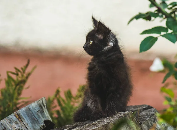 可爱漂亮的小猫的肖像 有趣可爱的小猫 猫在草场上 — 图库照片