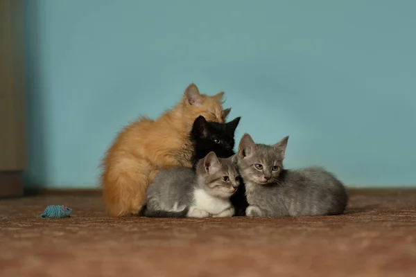 不同品种的小猫咪坐在一起 五只小猫咪五只可爱的小猫群猫肖像 — 图库照片