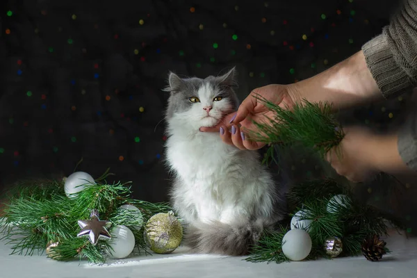 Kitten broke a Christmas tree. Woman cleans a Christmas tree broken by a cat