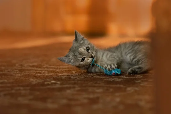 Kätzchen Spielen Mit Mäusespielzeug Buntes Kätzchen Sitzt Einem Korb — Stockfoto