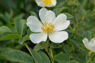 Çiçek açmış beyaz güller. Yaz sabahı bahçesinde beyaz gül çalısı 