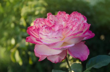 Gül yaprağı sarıdan pembeye dönüşür. Rose Aquarell açık havada büyüyor.. 