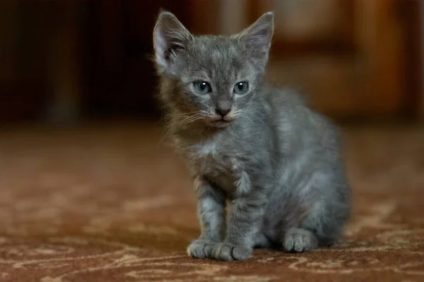 漂亮的灰色有趣的小猫 宠物在家里的概念 有兴趣的猫在家里休息 灰色绒毛猫 可爱的猫在家里 — 图库照片