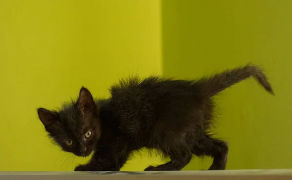 Gato Negro Mira Con Curiosidad Casa Lindo Gatito Increíble Retrato —  Fotos de Stock