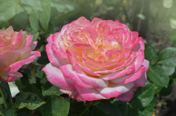 Rose Petel Change Yellow Pink Rose Aquarell Growing Outdoor — Stock Photo, Image