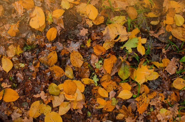 Kleurrijke Prachtige Achtergrond Van Gevallen Bladeren Herfst Bladeren Liggen Grond — Stockfoto