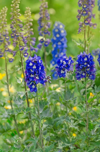 Bleu Delphinium Pousse Dans Jardin Double Fleur Bleu Delphinium Aube — Photo
